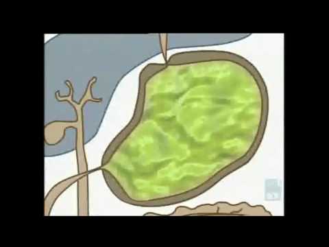 You are currently viewing The digestive system – an animation