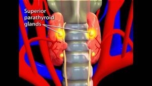 Read more about the article Thyroid Animation