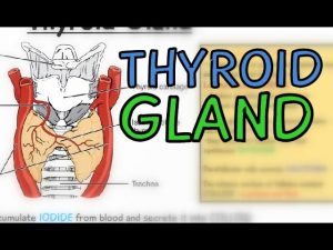 Read more about the article Thyroid Gland – Thyroid Follicles – Parafollicular Cells – Thyroid Hormones – T3 T4 and Calcitonin
