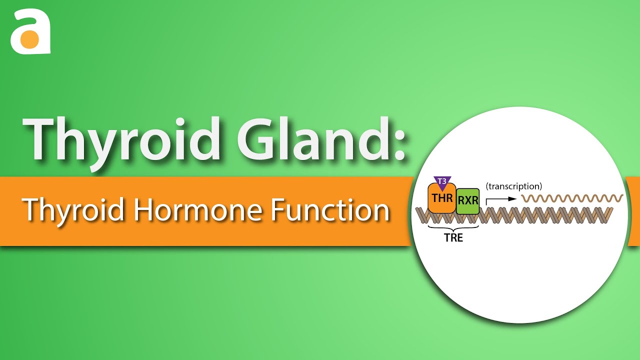 You are currently viewing Thyroid Gland: Thyroid Hormone Function