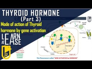 Thyroid Hormone (Part 3) Mode of action of Thyroid hormone by gene activation