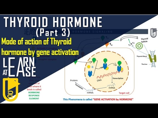 You are currently viewing Thyroid Hormone (Part 3) Mode of action of Thyroid hormone by gene activation