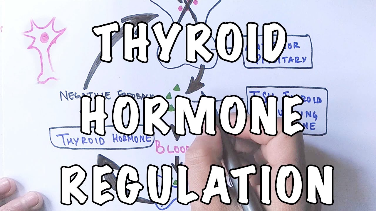 You are currently viewing Thyroid Hormone Regulation and Negative Feedback