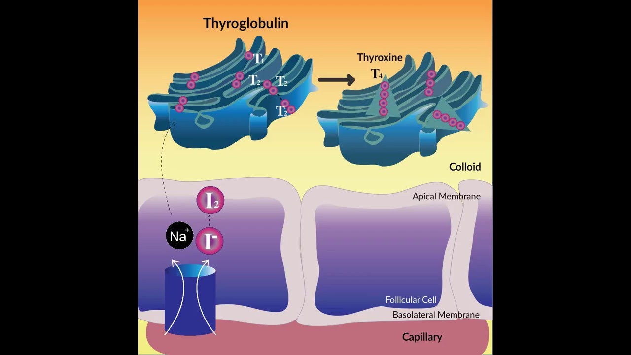 You are currently viewing Thyroid Hormone Synthesis