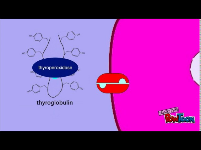 You are currently viewing Thyroid Hormone Synthesis