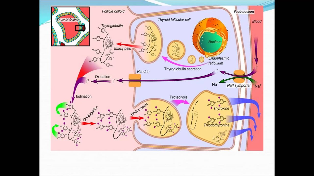 You are currently viewing Thyroid Hormone metabolism PPT