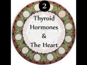 Read more about the article № ❷ Thyroid Hormones and The Heart
