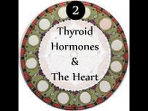 You are currently viewing № ❷ Thyroid Hormones and The Heart