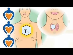 Read more about the article Thyroid gland – What’s the function of the thyroid?