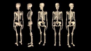 Read more about the article Top 10 Longest Bones In The Human Body
