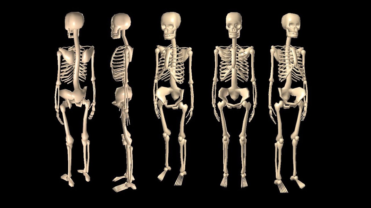 You are currently viewing Top 10 Longest Bones In The Human Body