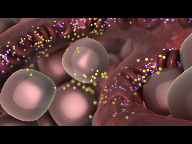 You are currently viewing Endocrinology Video – 3