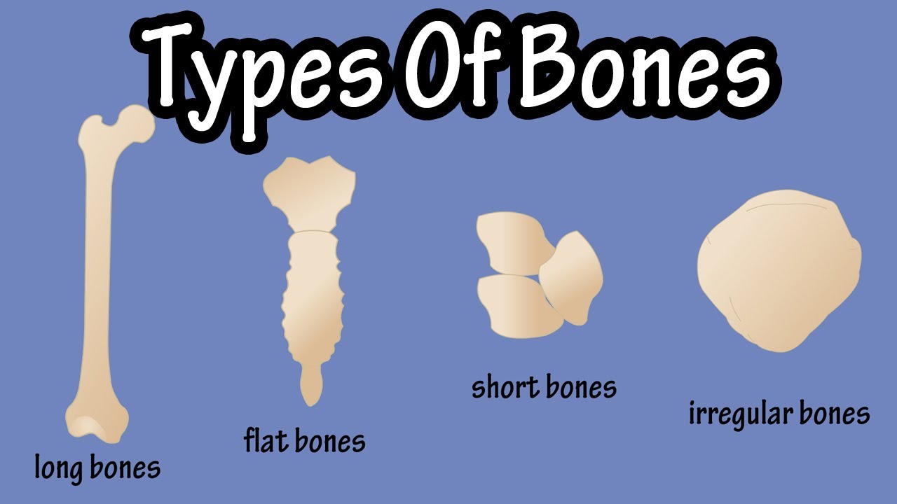 You are currently viewing Types Of Bones In The Human Body – Long Bones – Short Bones – Flat Bones – Irregular Bones