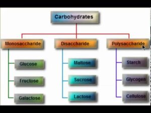 Read more about the article Types of Carbohydrates