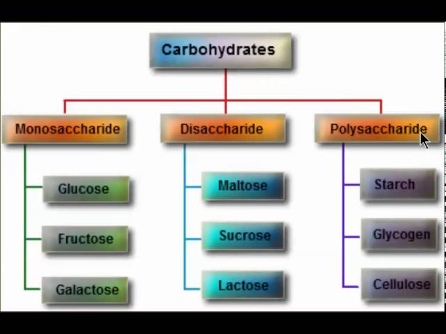 You are currently viewing Types of Carbohydrates