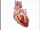 You are currently viewing Understanding Heart Disease (Heart Basics #1)