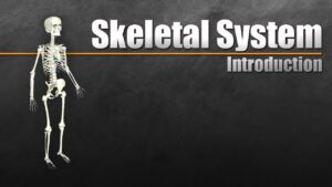 Read more about the article Understanding the Skeletal System