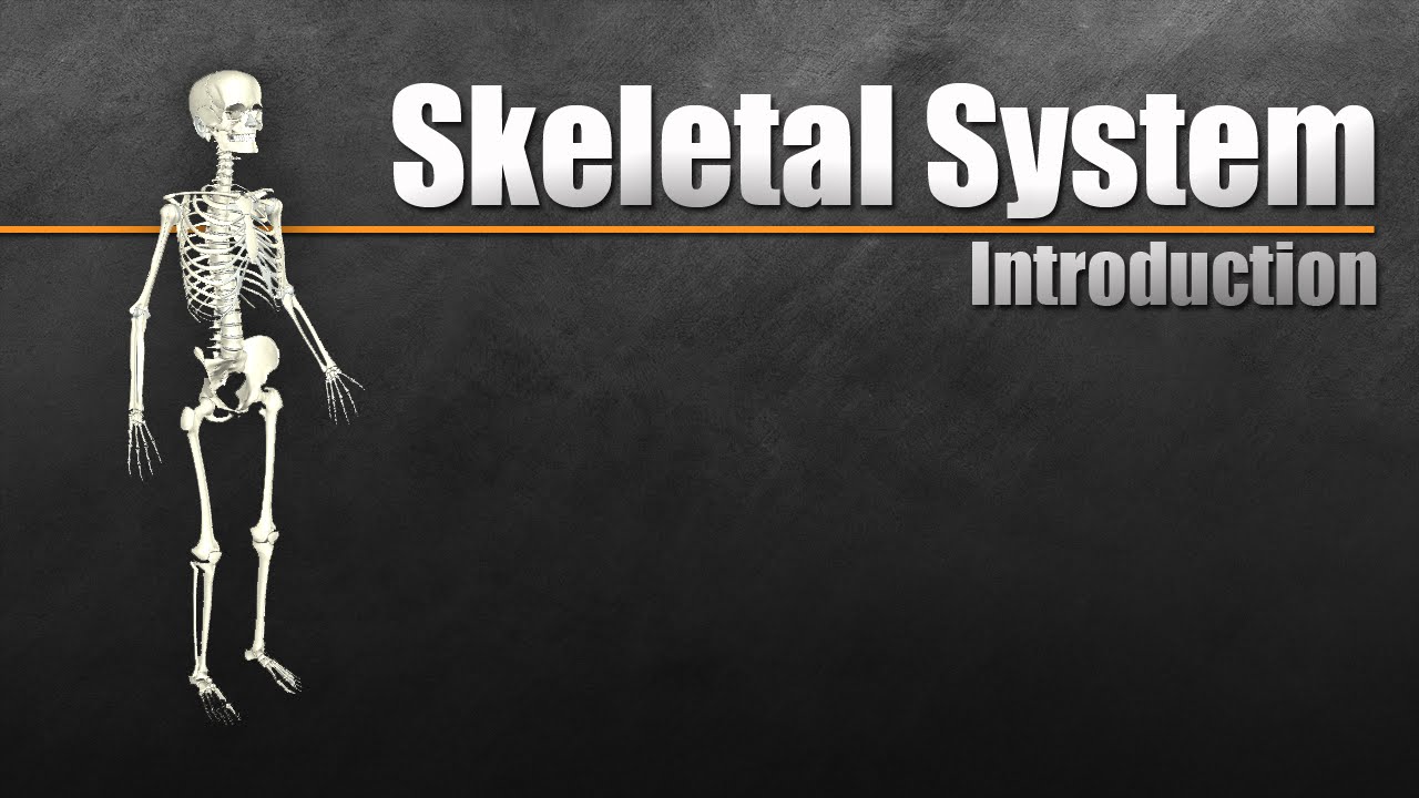 You are currently viewing Understanding the Skeletal System