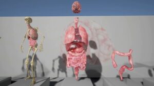 Unreal Engine Asset – Human internal Organs with Skeleton Character