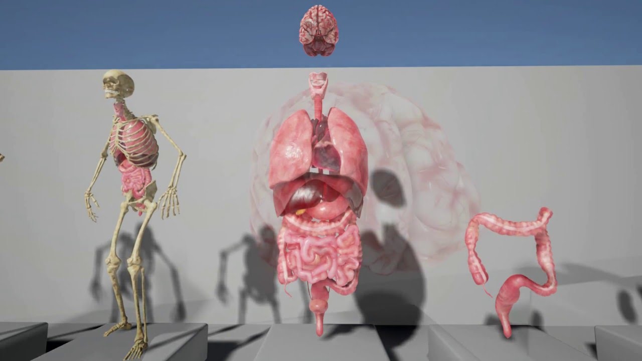 You are currently viewing Unreal Engine Asset – Human internal Organs with Skeleton Character