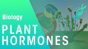HGH, Growth Hormones & Plant Hormones Video – 40