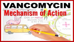 VANCOMYCIN Mechanism of Action