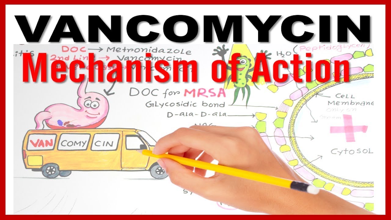 You are currently viewing VANCOMYCIN Mechanism of Action