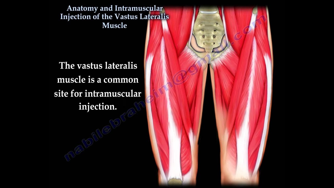 You are currently viewing Vastus Lateralis intramuscular Injection – Everything You Need To Know – Dr. Nabil Ebraheim
