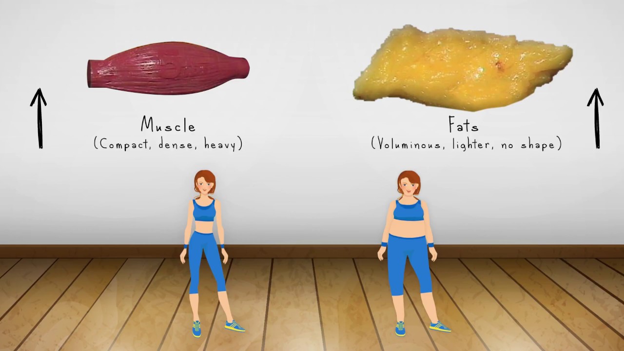 You are currently viewing Weight Loss vs Fat Loss animated video/ Difference between fat and muscles