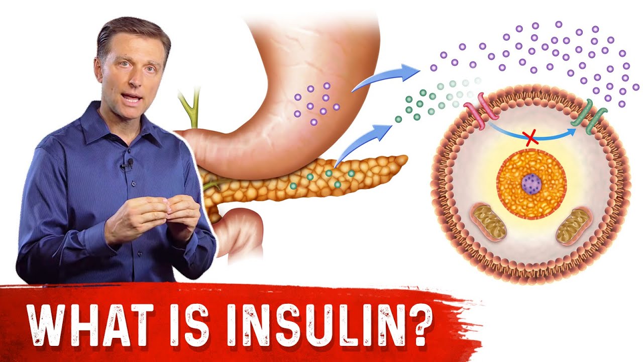 You are currently viewing What Is Insulin? | Dr.Berg