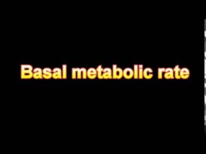 What Is The Definition Of Basal metabolic rate Medical Dictionary Free Online