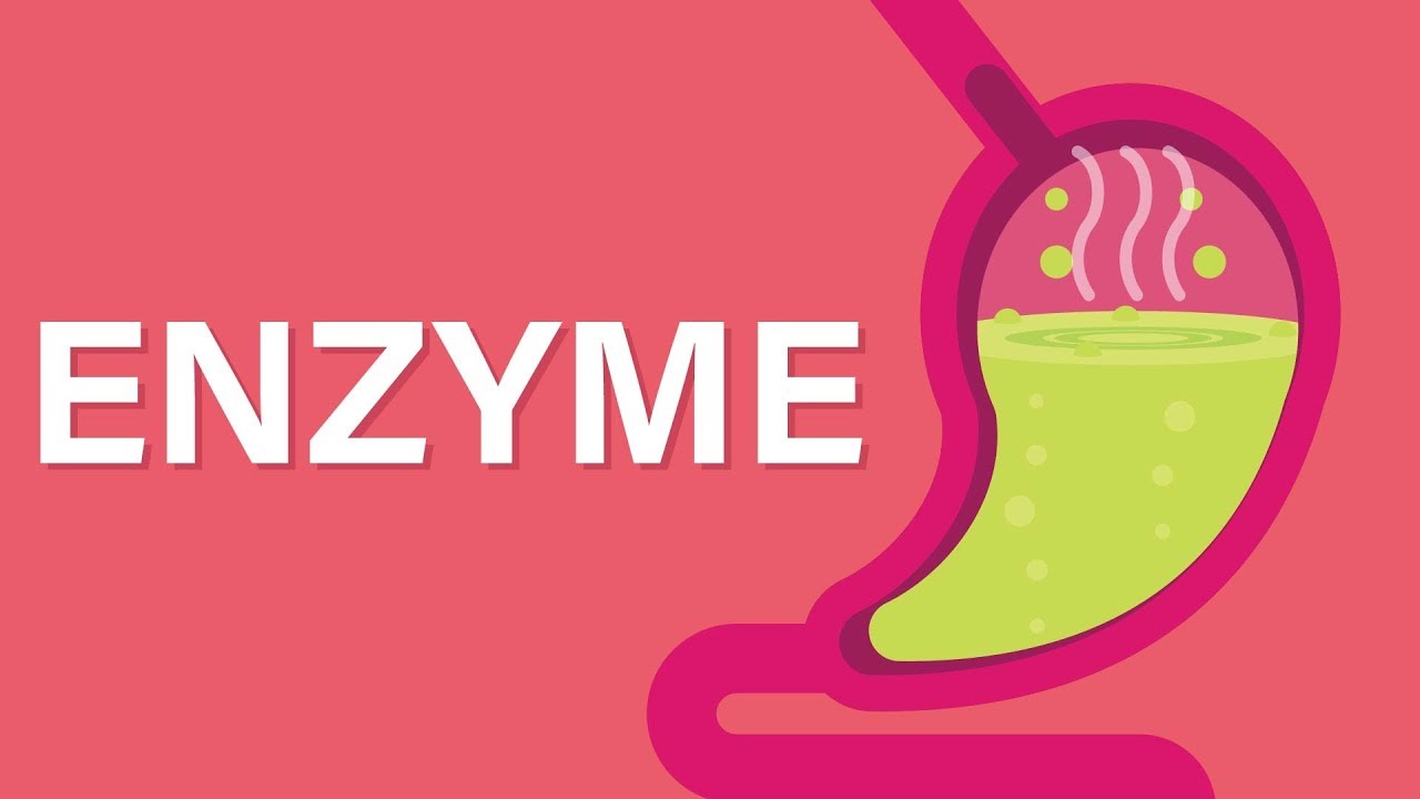 You are currently viewing Enzymes Video – 1