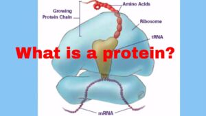 Read more about the article What are proteins  made up of?