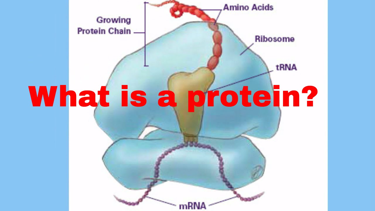 You are currently viewing What are proteins  made up of?