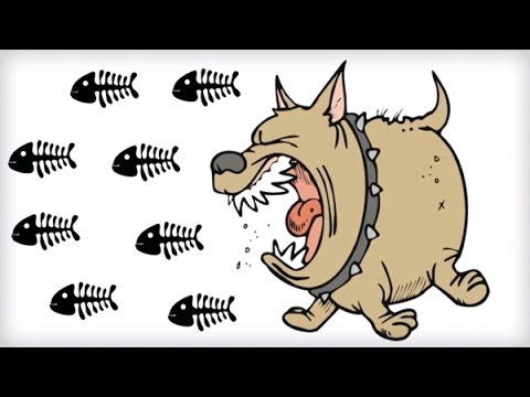 You are currently viewing What are the side effects of fish oil for dogs?