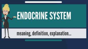 Read more about the article What is ENDOCRINE SYSTEM? What does ENDOCRINE SYSTEM mean? ENDOCRINE SYSTEM meaning & explanation
