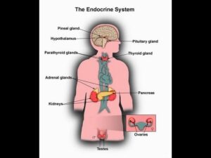 Read more about the article What is Endocrine System function-Major Glands of Human Body