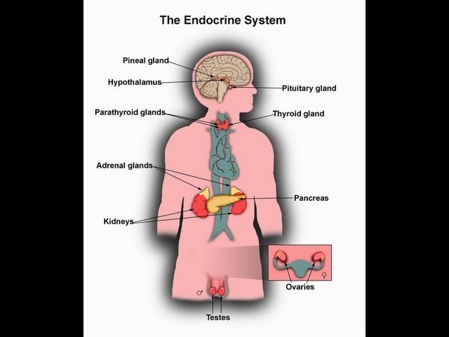 You are currently viewing What is Endocrine System function-Major Glands of Human Body