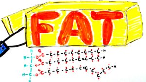 What is Fat?