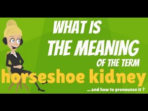 Read more about the article What is HORSESHOE KIDNEY? What does HORSESHOE KIDNEY mean? HORSESHOE KIDNEY meaning