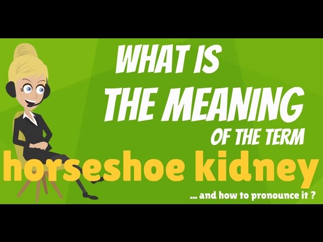 You are currently viewing What is HORSESHOE KIDNEY? What does HORSESHOE KIDNEY mean? HORSESHOE KIDNEY meaning
