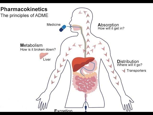 You are currently viewing What is Pharmacokinetics? – A simple Introduction!