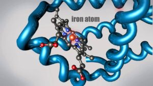 Read more about the article What is a Protein? Learn about the 3D shape and function of macromolecules