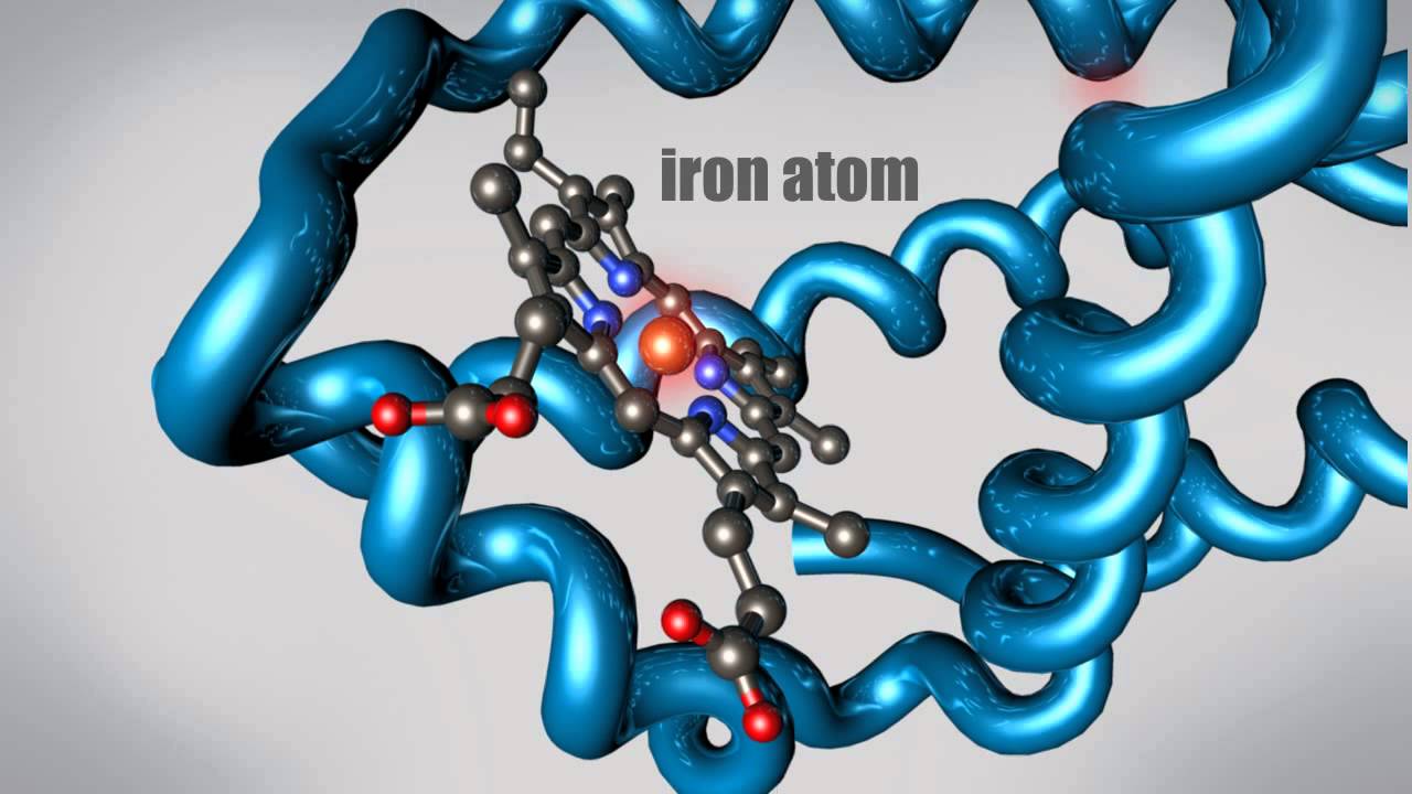 You are currently viewing What is a Protein? Learn about the 3D shape and function of macromolecules