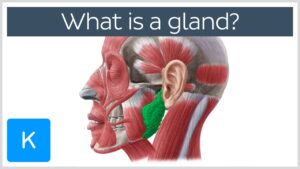 Read more about the article What is a gland? – Human Anatomy | Kenhub