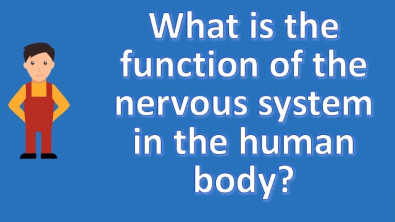 You are currently viewing Human Body Systems Video – 4