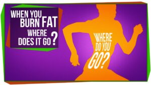 When You Burn Fat, Where Does it Go?