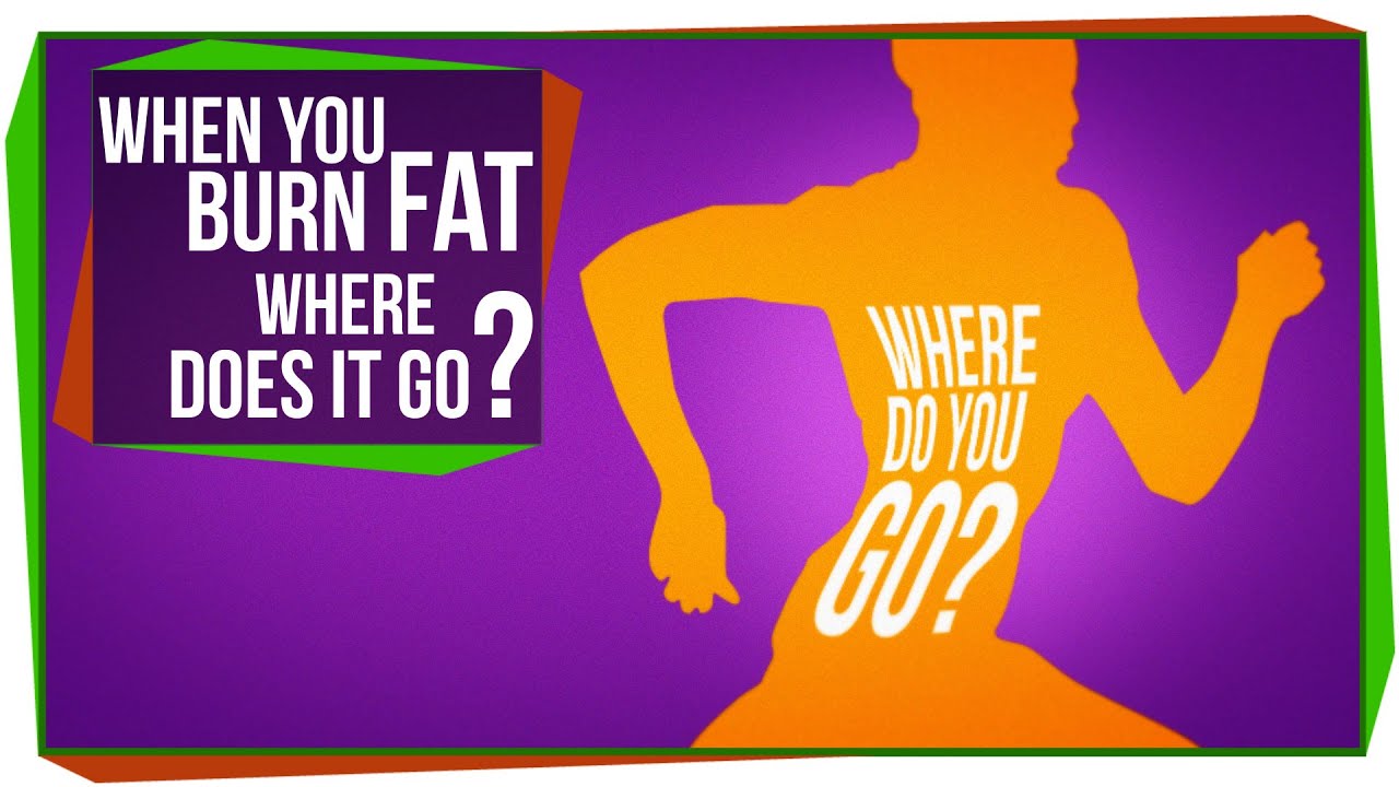 You are currently viewing When You Burn Fat, Where Does it Go?