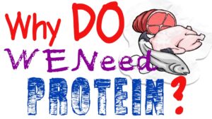 Read more about the article Why Do We Need Protein? Why Is Protein Important