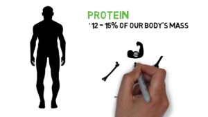 Why is Protein Important for the Human Body?